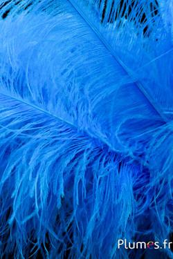 Autruche premium - 50-60 cm - lagon